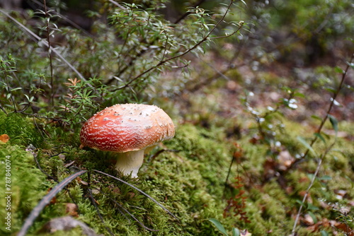 fly mushroom in forest