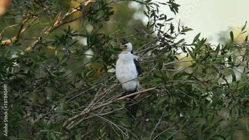 Adult Little Pied Cormorant perched thick bushes preening itself flapping wings soft morning light  photo