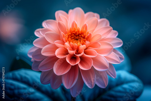 Delicate Pink Dahlia Blossom Against a Cool Blue Background
