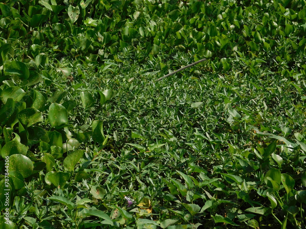 Obraz premium Eceng gondok, Water hyacinth flowers (Eichhornia crassipes), water flower