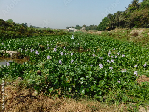 Eceng gondok, Water hyacinth flowers (Eichhornia crassipes), water flower photo