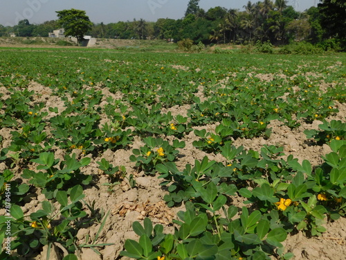 peanut, also known as the groundnut, goober, pindar, or monkey nut, and taxonomically classified as Arachis hypogaea, is a legume crop grown mainly for its edible seeds in the Indian village photo