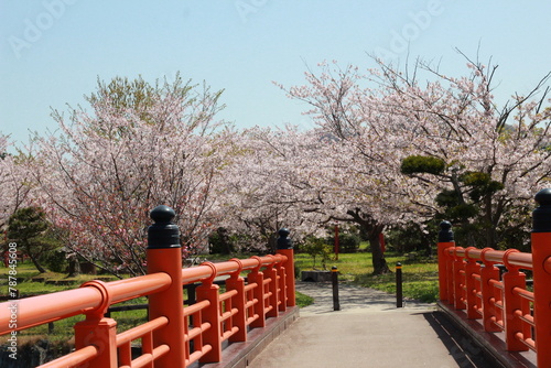 pink sakura in the park