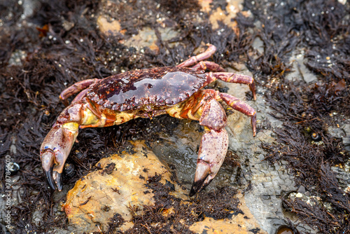 Red Rock Crab (Cancer Productus) on the shore of the Pacific Ocean at low tide, Fitzgerald Marine Reserve