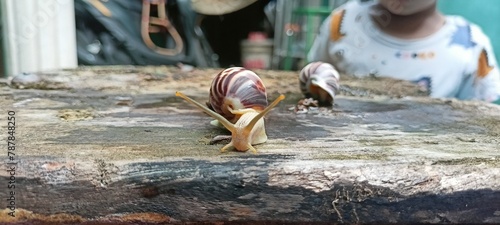 snails walk on rotten chairs photo