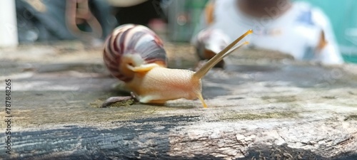 snails walk on rotten chairs photo