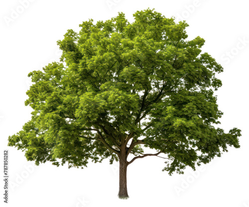 PNG Plant tree tranquility outdoors. AI generated Image by rawpixel.