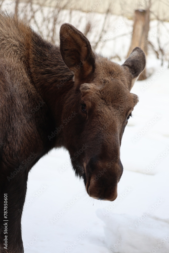 Fototapeta premium winter wild young moose animal