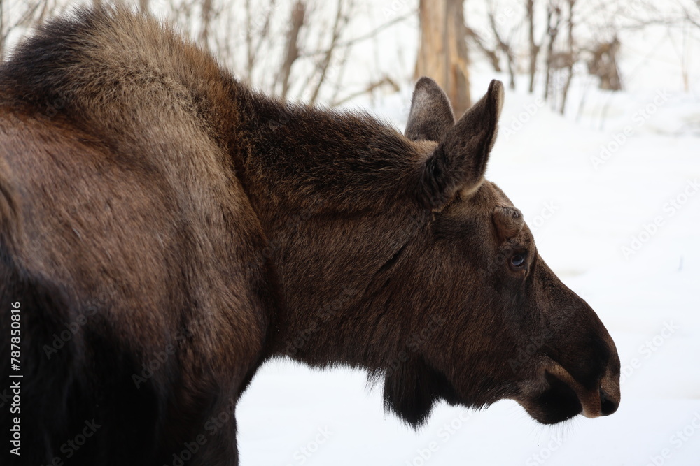 Fototapeta premium winter wild young moose animal