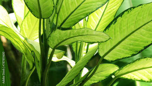 Large leaves of garden plants