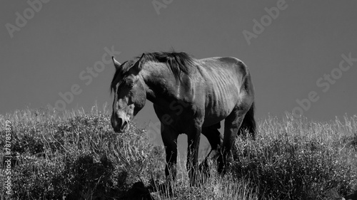 Lone dark sorrel wild horse stallion in the Salt River desert area near Scottsdale Arizona United States