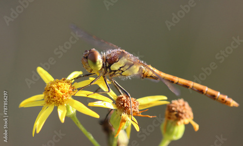 Große Heidelibelle - Common Darter photo