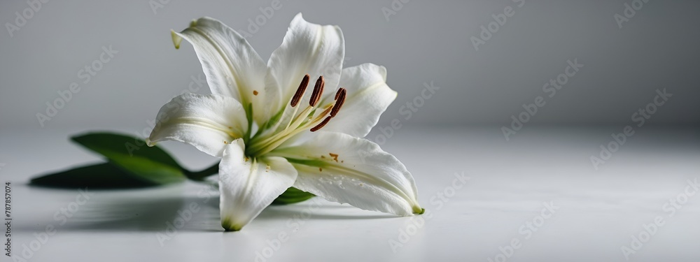 white flower on blue background | white lily flower