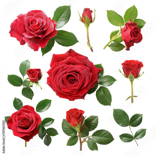 Red rose set flowers isolated on white background