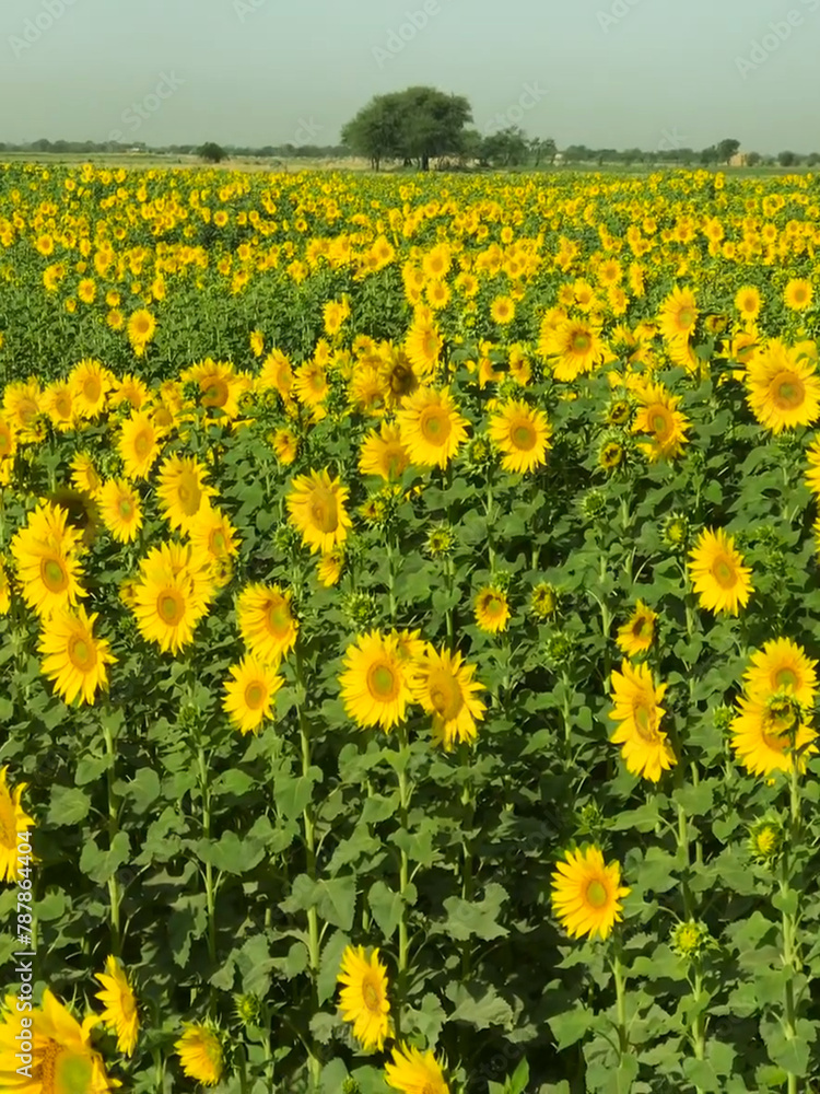Obraz premium field of dandelions Sunflower crop field trees green yellow flowers leaves blue sky clouds