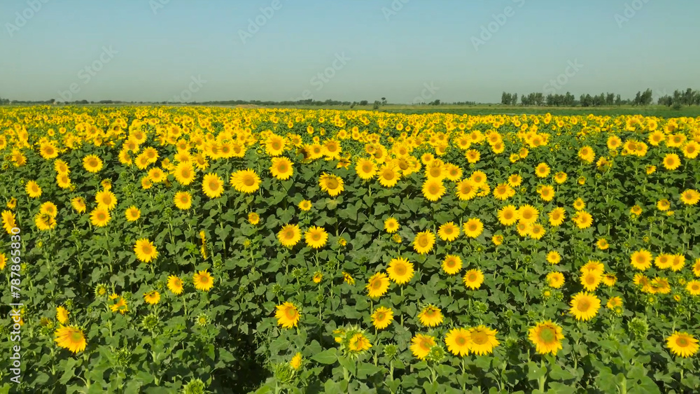 field of yellow dandelions Sunflower crop field trees green yellow flowers leaves blue sky clouds