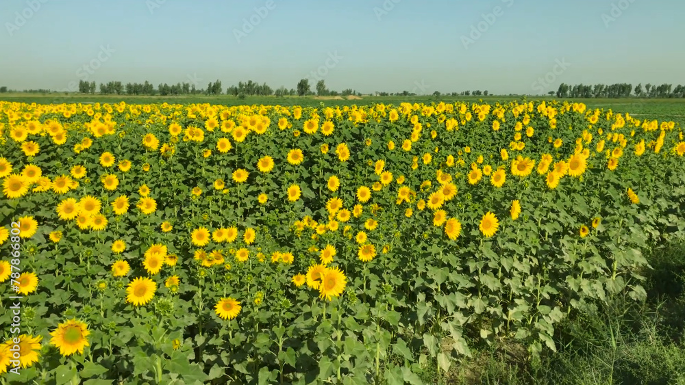 field of sunflowers Sunflower crop field trees green yellow flowers leaves blue sky clouds
