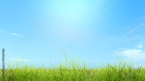 Closeup view of green grass on the field