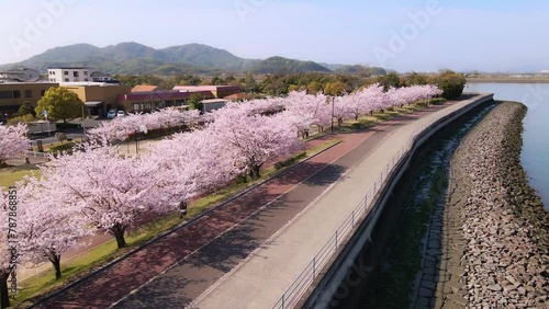 川沿いの満開の桜並木_ドローン空撮