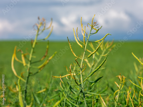 Detailed close-up of a lush, green oilseed rape plant in a sunny agricultural field