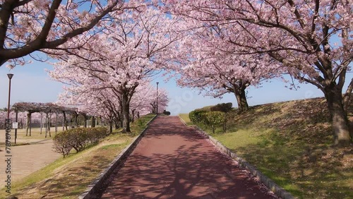ドローンで桜のトンネルをくぐって_空撮