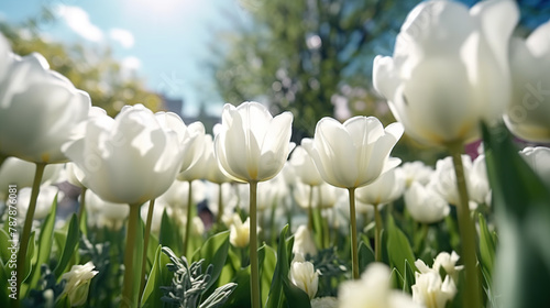 Close up nature view of amazing white tulips blooming in garden at middle of spring under sunlight.