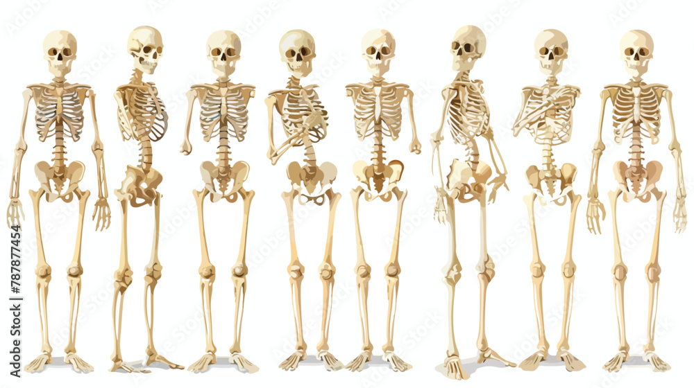 Human bones 3d realistic vector skeleton silhouette c