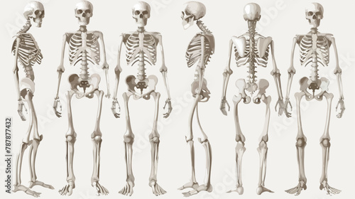 Human bones 3d realistic skeleton silhouette collecti