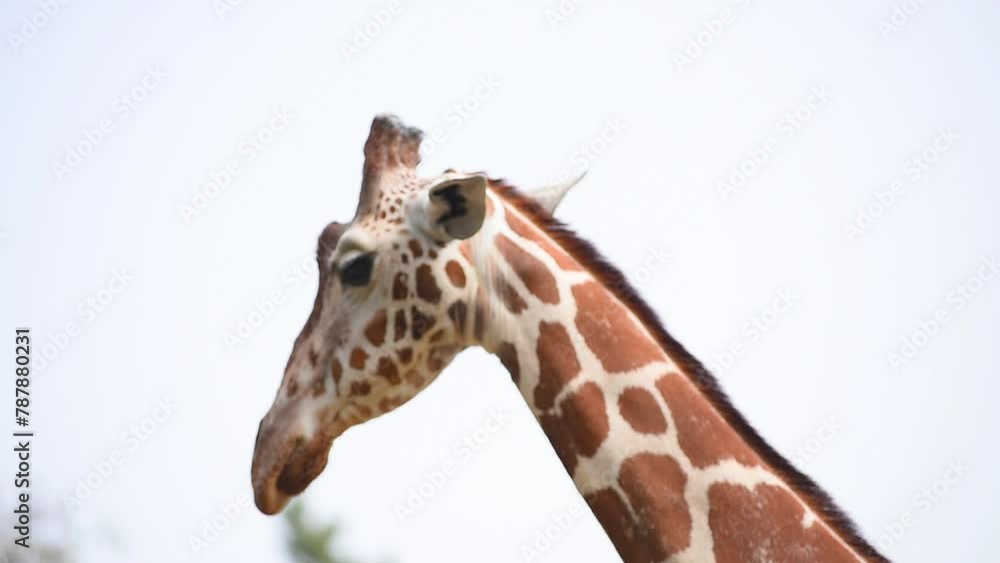 Portrait of a giraffe against a background of light sky Portrait of a giraffe against a background of light sky