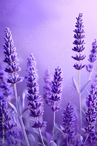 lavender flowers background mobile background  