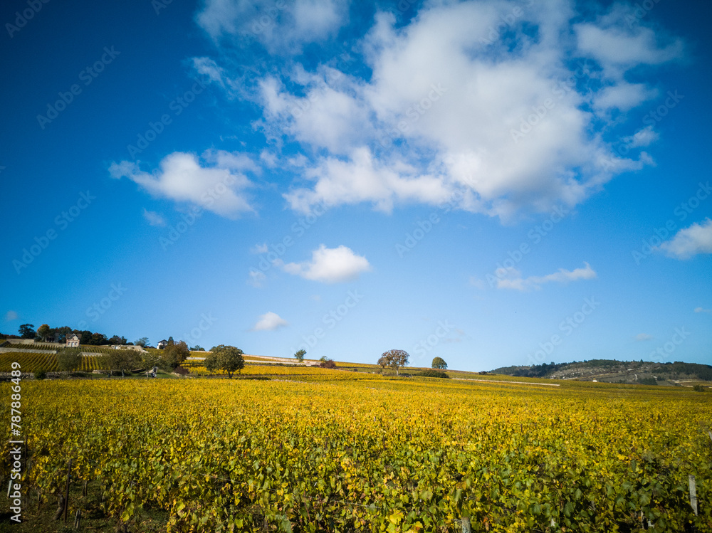 Paysage de vignes en automne. Vignoble de Bourgogne pendant l'automne. Côte-d'Or en automne. Vignes de Meursault. Beauté du vignoble. Grands vins de Bourgogne. Côte de Beaune. Vin et vendanges