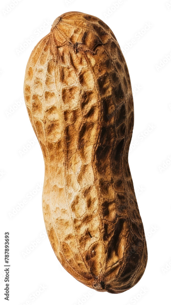 PNG Photo of a single peanut vegetable produce reptile PNG Photo of a single peanut vegetable produce reptile