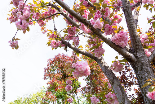 八重桜 
