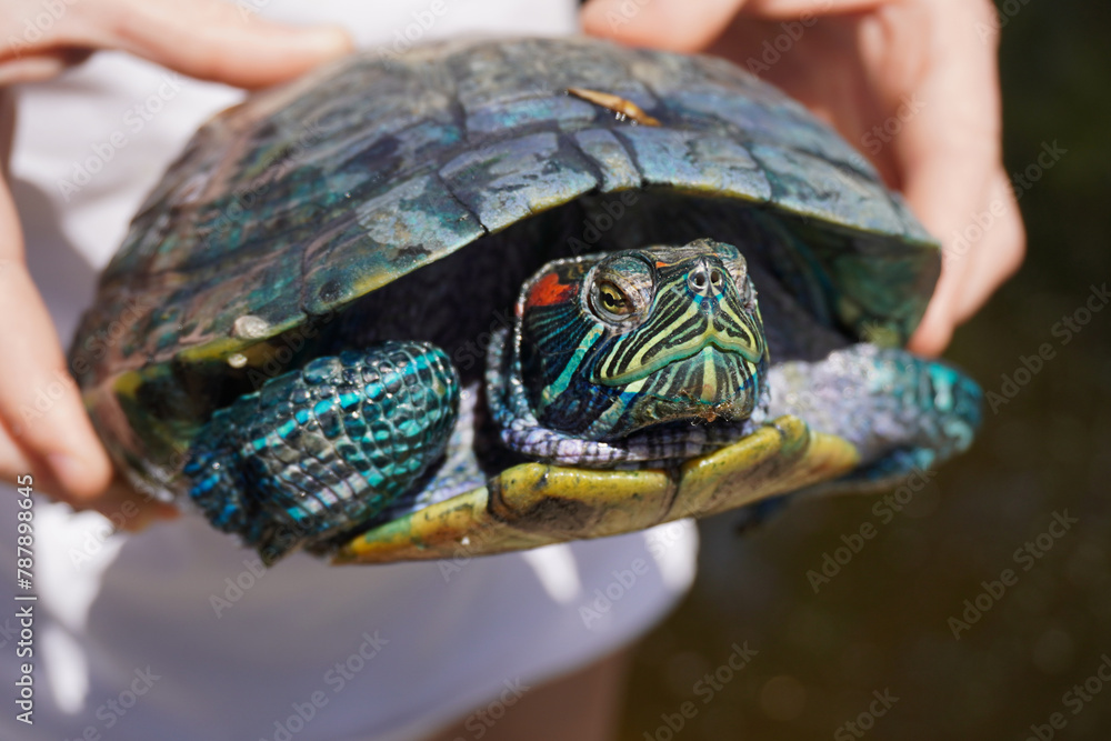 Obraz premium Turtle in the hands of a child