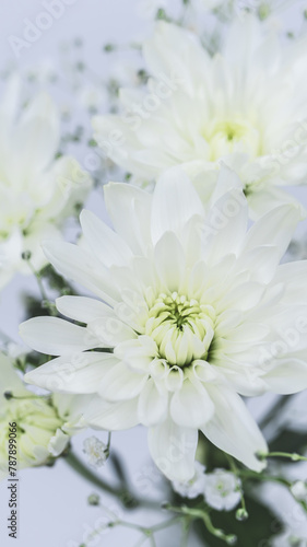 白い菊の花 仏花 供花 葬式 葬儀 お花のお供え