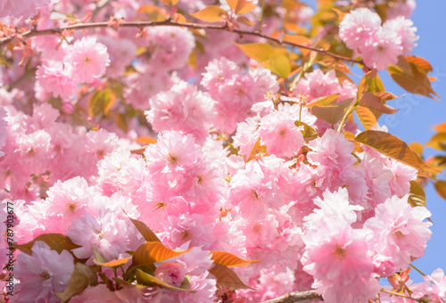 Blooming cherry tree with pink petals on a blurred background