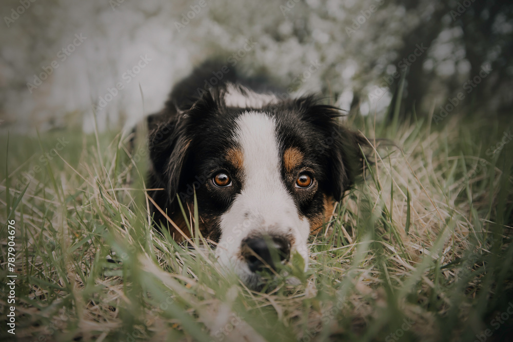 cute Australian shepherd of tricolor color against the background of flowering trees spring summer