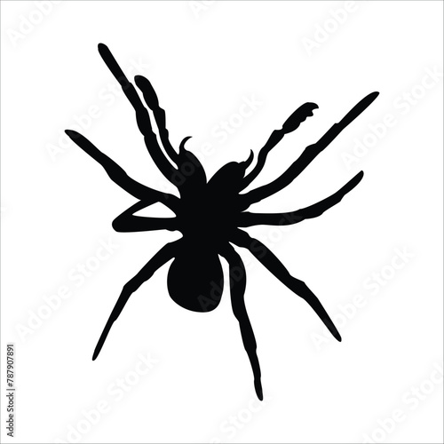 Black spider silhouette, scary big spider isolated on white background, poisonous insect , arachnophobia background.