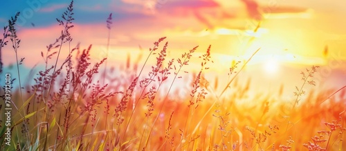 Nature background with tall grass in a meadow under a sunset sky during spring or summer.