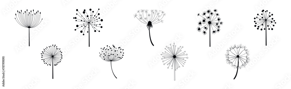 Obraz premium Black Dandelion Flower on Stem with Fluffy Head Vector Set