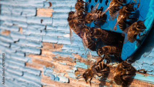 detailed view of working bees in a bee hive. blurred background. Close up of flying bees. Wooden beehive and bees. bees flying back in hive after an intense harvest period.