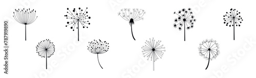 Fototapeta Naklejka Na Ścianę i Meble -  Black Dandelion Flower on Stem with Fluffy Head Vector Set