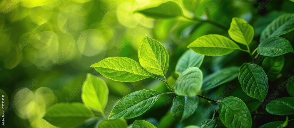 Green leaves of nature in a summertime garden. Utilizing natural green leaf plants as a backdrop for spring, environment, ecology, or verdant wallpaper. Green leaves of nature in a summertime garden. Utilizing natural green leaf plants as a backdrop for spring, environment, ecology, or verdant wallpaper.
