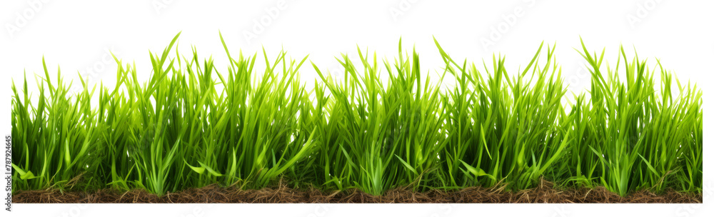 Green grass field isolated Transparent, cutout or clipping path background for montage product display. Png file Green grass field isolated Transparent, cutout or clipping path background for montage product display. Png file