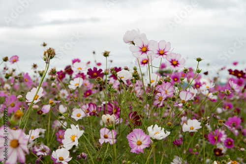 View of the cosmos flowers © 안구정화