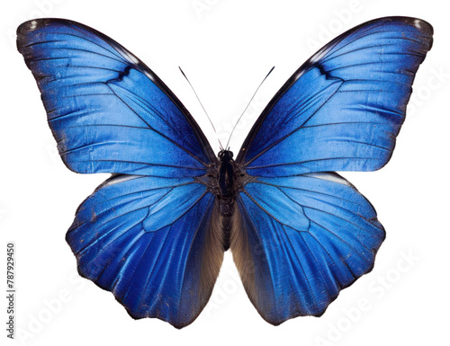 PNG Real Pressed a blue butterfly animal insect invertebrate © Rawpixel.com