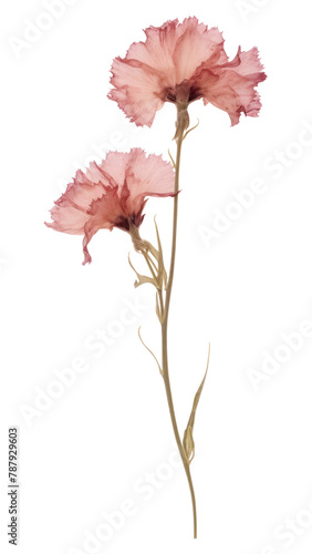 PNG Real Pressed a Carnation flower carnation blossom