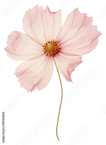 PNG Real Pressed a pink cosmos flower petal plant © Rawpixel.com
