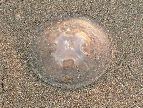 Jellyfish on the seashore at sunset