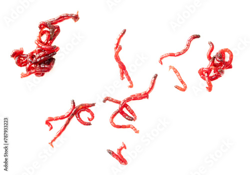 Red bloodworms isolated on white background photo